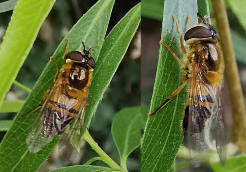 Réf. 339 576 : Epistrophe eligans
